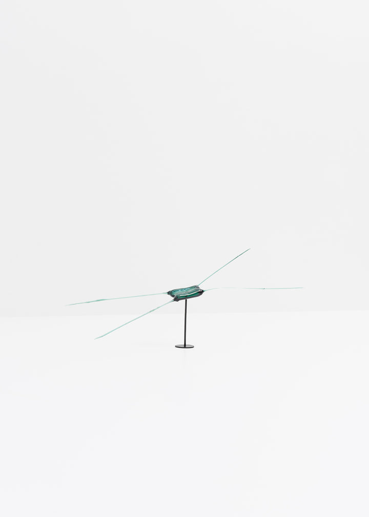 Chaetoceros · Verre marin Glaz