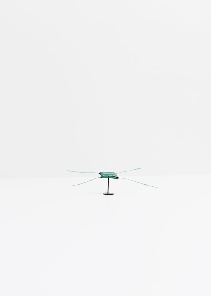 Chaetoceros · Verre marin Glaz