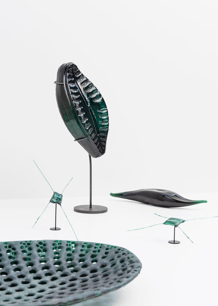 Planothidium · Verre marin Glaz