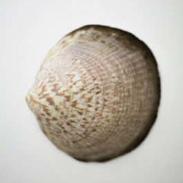 ATELIER LUCILE VIAUD