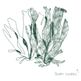 ATELIER LUCILE VIAUD