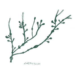 ATELIER LUCILE VIAUD