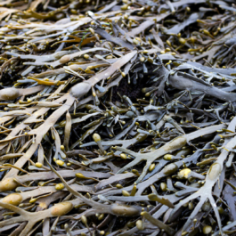 ATELIER LUCILE VIAUD