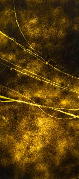 ATELIER LUCILE VIAUD