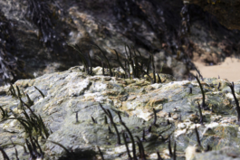 ATELIER LUCILE VIAUD