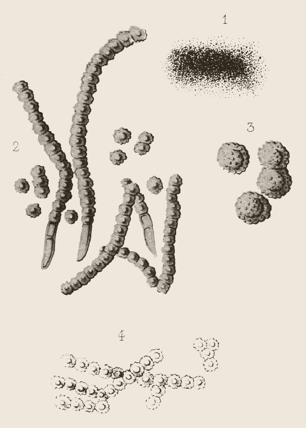 ATELIER LUCILE VIAUD